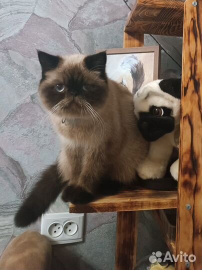 Кошечка персидский экзот ищет жениха