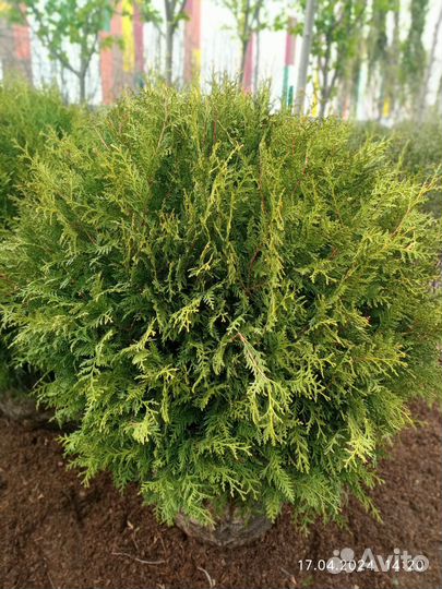 Туя стриженная барабант