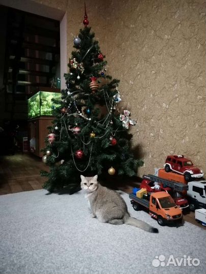 Отдам кошку