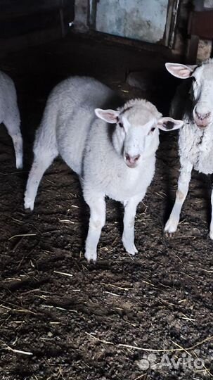 Баранчики,ярки,овцы