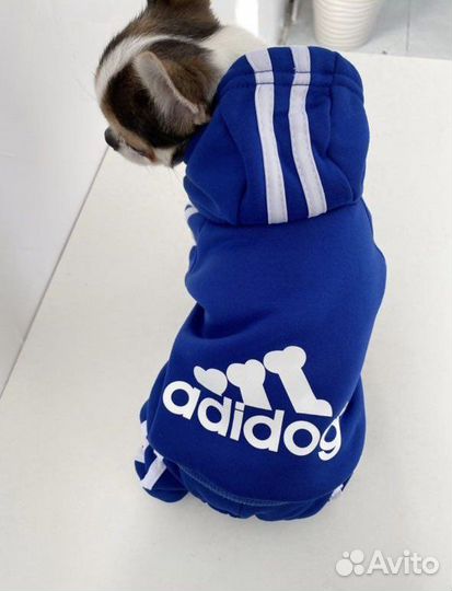 Одежда для маленькой собаки