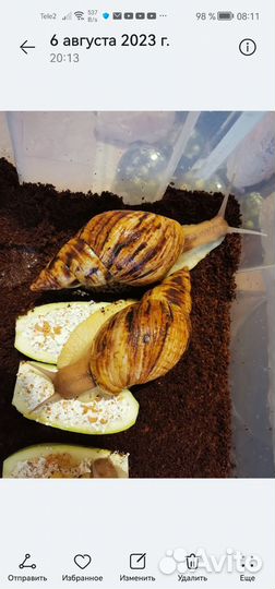 Африканских улиток Ахатин в добрые руки