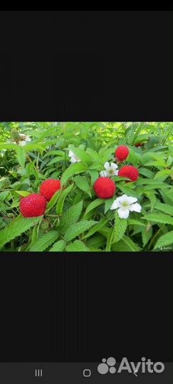 Тибетская малина