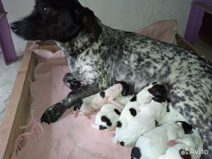 Щенки в добрые руки