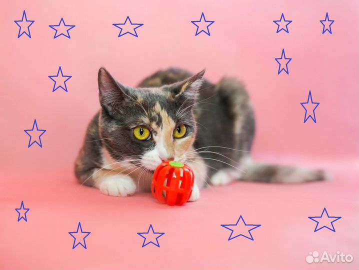 Трехцветная кошечка Мася