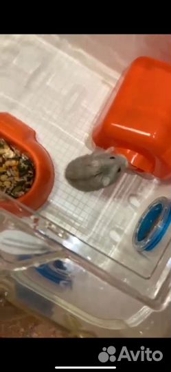 Хомяк с клеткой