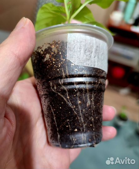 Перец сладкий рассада Силач