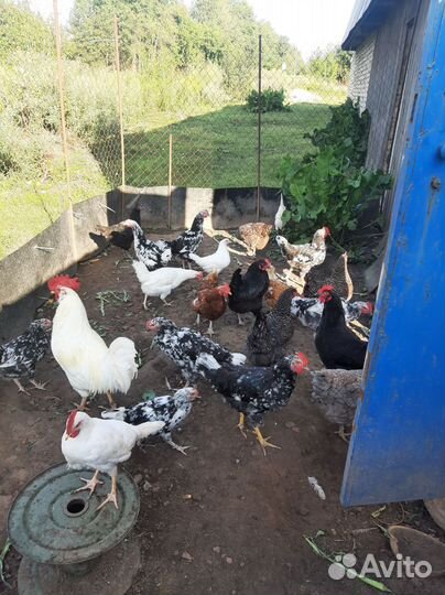 Молодые петухи