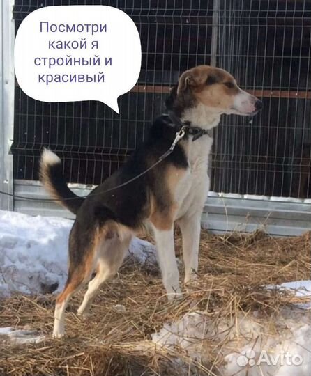 Красавчик в добрые руки