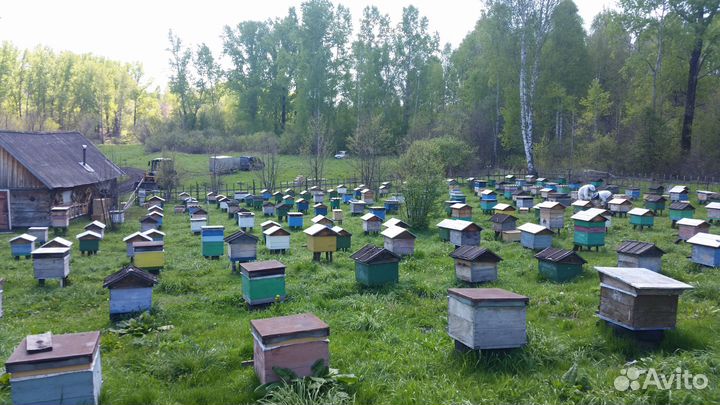 Пчелопакеты Карпатка