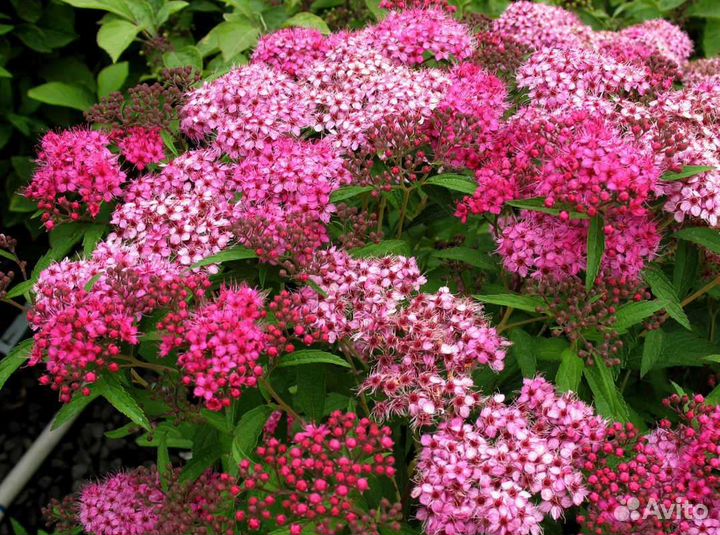 Спирея Энтони Ватерер