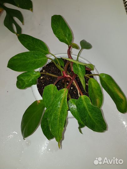 Обмен Филодендрон painted lady