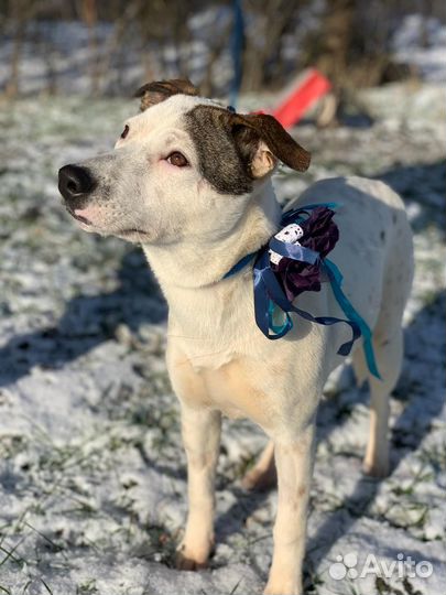 Отдам в хорошие руки собаку