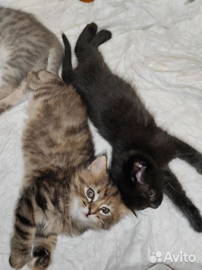 Котята в добрые руки