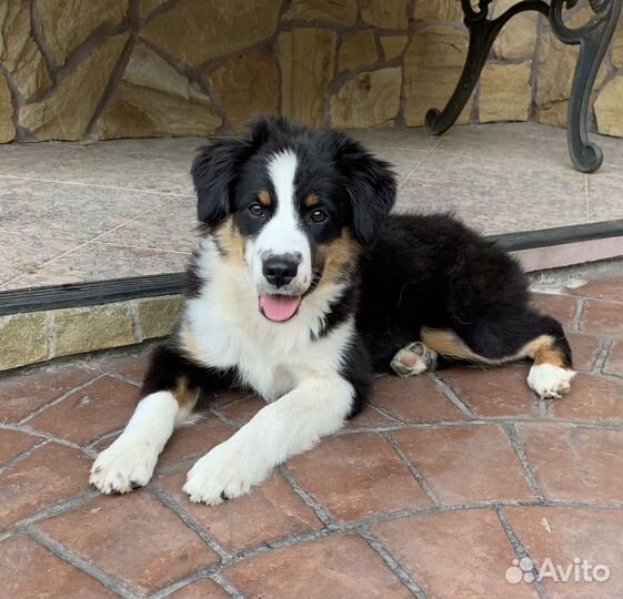 Щенок миниатюрной американской овчарки