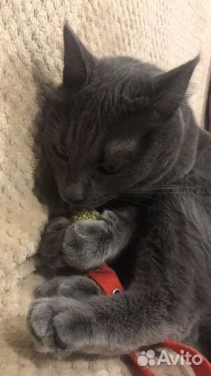 Серая кошка