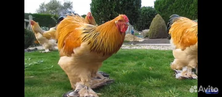 Молодые петухи