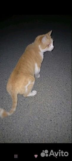 Кот в добрые руки