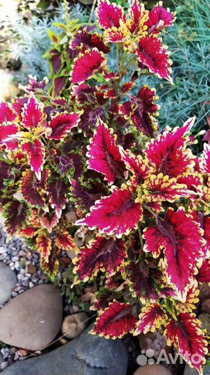 Сортовые колеусы