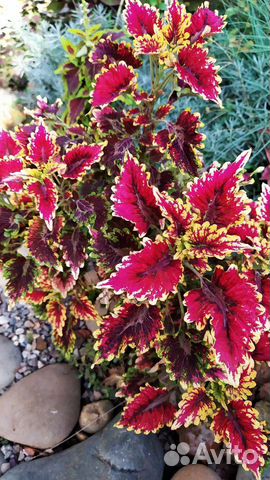 Сортовые колеусы