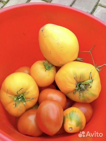 Помидор томат красные желтые луховицы от частника