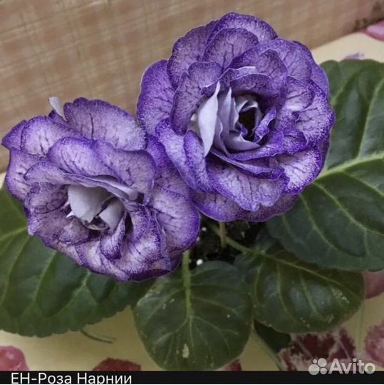 Глоксинии и тидеи