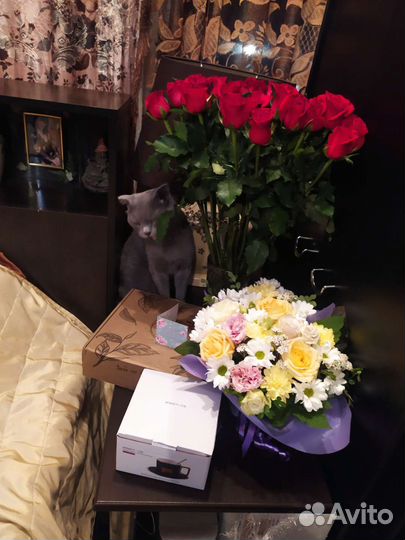 25роз дина60см