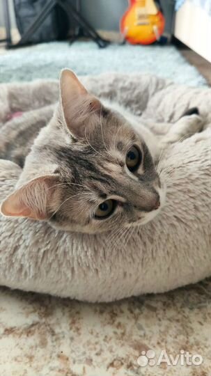 Метис Шотландки и Бенгала