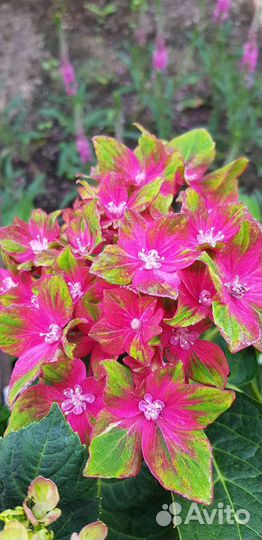 Гортензия крупнолистная в горшке