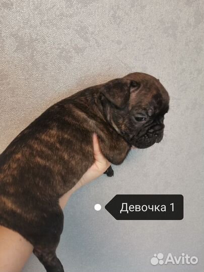 Французский бульдог щенки