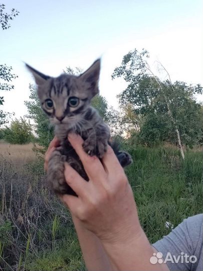 Котятки в добрые руки бесплатно