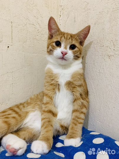 Котенок девочка 4 мес