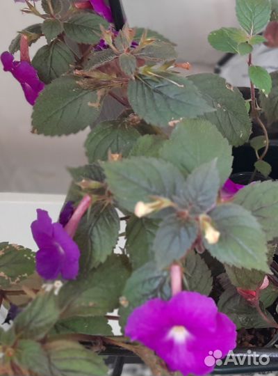 Продам ахименесы