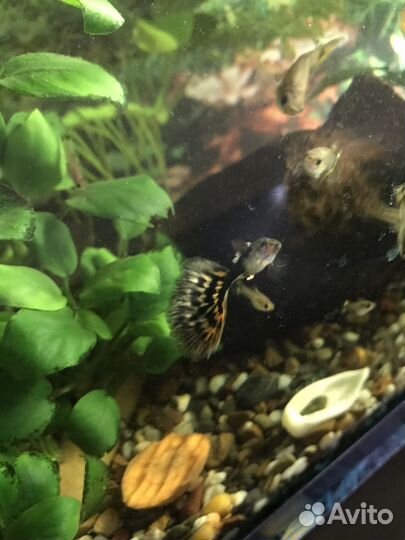 Аквариумные рыбки гуппи