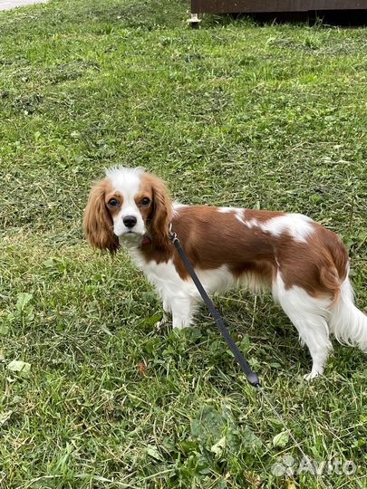 Кавалер кинг чарльз спаниель девочка