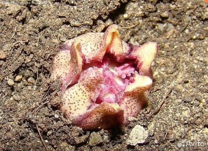 Аспидистра