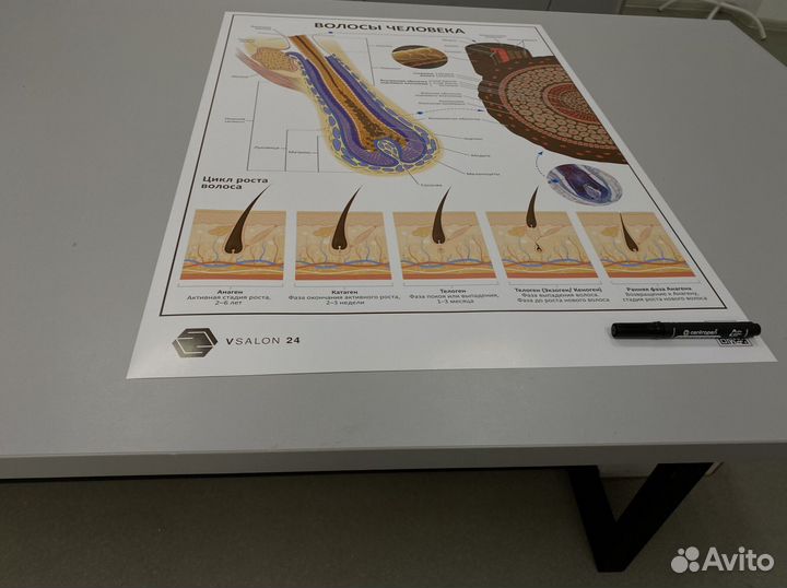Плакат «Волосы человека»