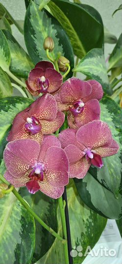 Орхидея Фаленопсис Рауль