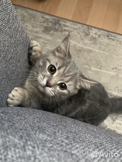 Кошки в добрые руки