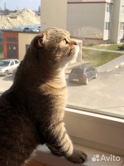 Шотландский вислоухий кот на вязку