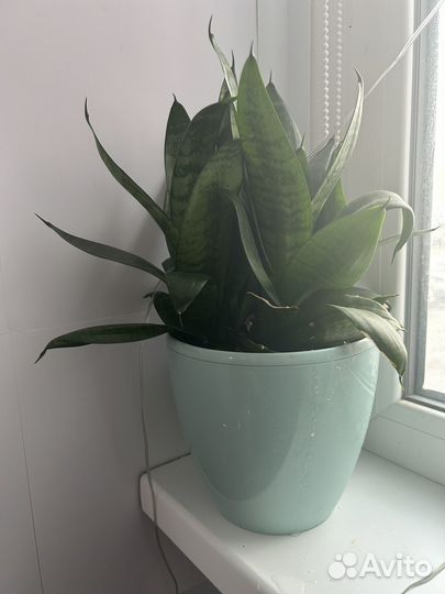 Цветок щучий хвост