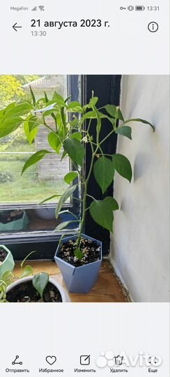 Острый перец в горшке комнатный