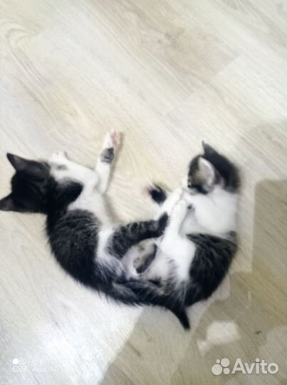 Котята