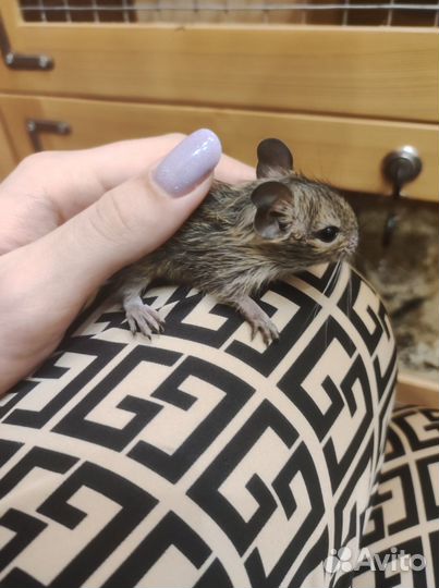 Малыши дегу