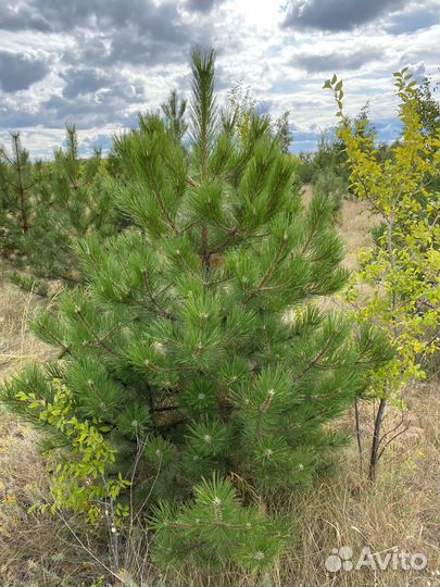 Сосна черная (Павловский Посад )