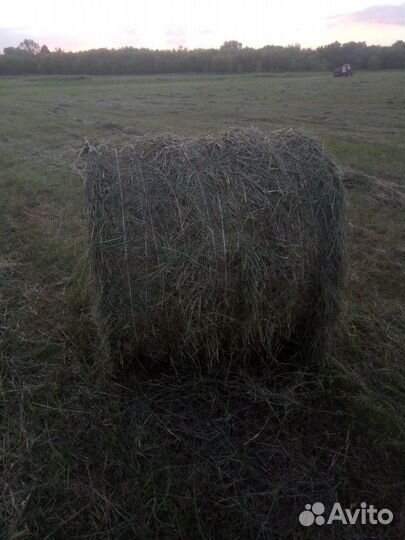 Сено