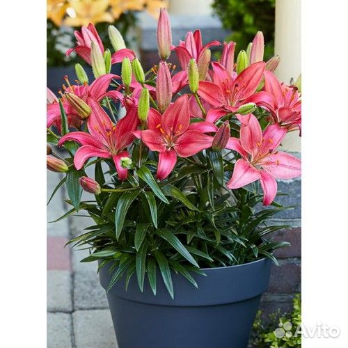 Лилии азиатские горшечные по 2 шт