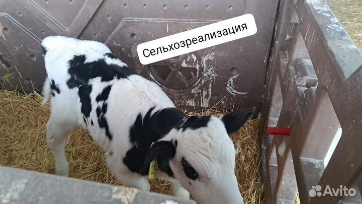 Бычки и быки