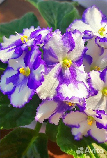 Фиалка Optimara Maine