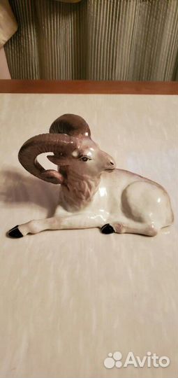 Архар фарфоровый (горный-козёл)